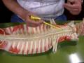 Spinal Cord Model