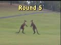 Kangaroo Boxing Kangaroo Boxing