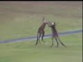 Kangaroo Boxing