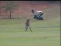 Kangaroo Boxing