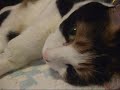 猫、とろける - Cat enjoys this winter.