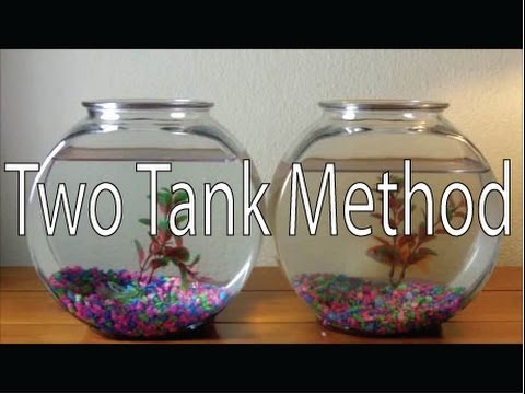 how to care goldfish in a bowl