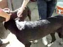SARABI - En Adopcion Arca de Noé (sevilla)