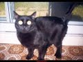 A Tribute to my cat Truffles