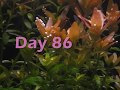 videos de planted aquarium fish tank life