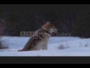 Wolf randomness