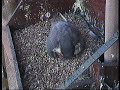 2008 Derby Peregrine Falcon (15) The Moment of Hatching 2008 Derby Peregrine Falcon (15) The Moment of Hatching
