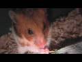 Feasting Hamster