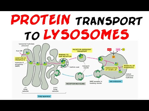 Protein transport to lysosome.mp4