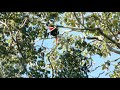 Toco Toucans