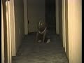 comedy48 afv comedy
