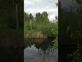Click here to watch this video The Wetlands - Seattle
