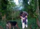 WAR DOGS WAR DOGS