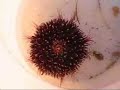 Sea Urchin 2
