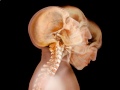El Cuerpo Humano Translucido
