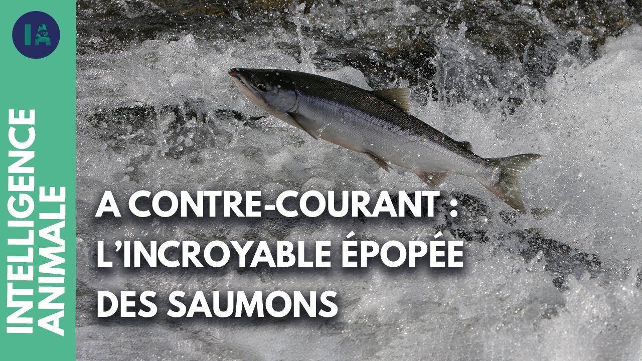 Documentaire Comment les saumons voyagentils entre les rivières et