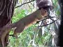 squirly squirel squirly squirel