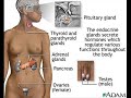 Pituitary Gland - Master Gland Pituitary Gland - Master Gland