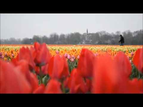 Holland - The Land of Windmills, Tulips and Canals 
