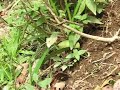 Smart Ants Smart Ants