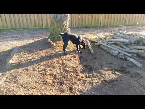 Very goofy Black lab puppy playing with her dog treat