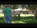 My horses picking up their feet