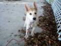 videos de Kya Finds Some Leaves