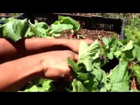 how to harvest turnip greens