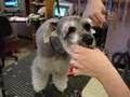Sarge-s-Grooming