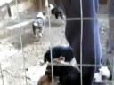 Husky Puppies Husky Puppies