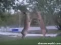 Deer fight vs Semin fight