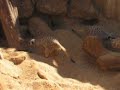 Meerkats