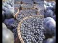 videos de Free Acai Berries