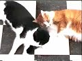 A funny red cat