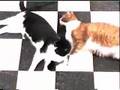 A funny red cat