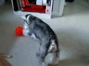 My Schnauzer wanna be like Beckham