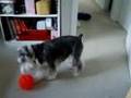 My Schnauzer wanna be like Beckham