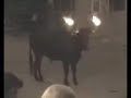 Toro embolado El Cuervo (Teruel) 2008