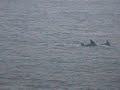 Bottle-nosed Dolphins off Seaton Bottle-nosed Dolphins off Seaton