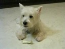 Westie Puppy Week 61 bone 7