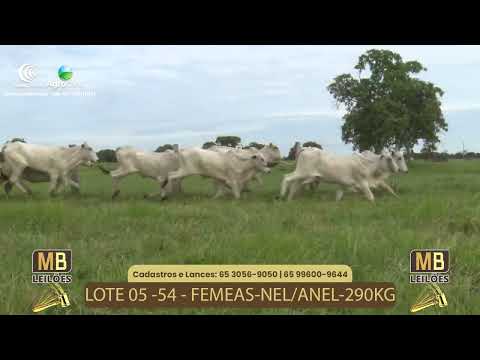 536� LEIL�O VIRTUAL MB LEIL�ES