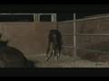 Newborn Arabian/Hanoverian Colt