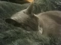 Misha snoring