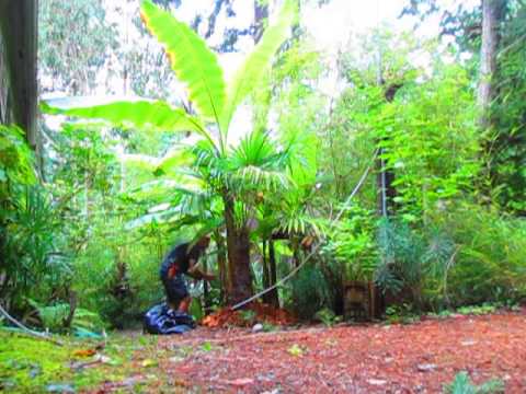how to fertilize musa basjoo