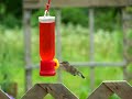 Boy & Girl Hummingbirds Drinking