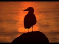 JAMES-LAST-Einsamer-
