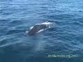 Friendly Encounters - Whale Kind
