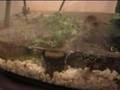 videos de Bombina orientalis