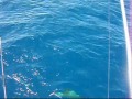 Fishing for Dolphin(mahi-mahi) in the florida keys