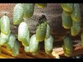 Monarch caterpillar going to chrysalis - 2